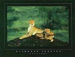 Buy Cheeta Poster in AU New Zealand.