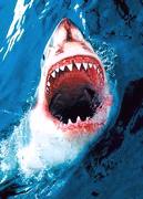 Buy Great White Shark Poster in New Zealand. 