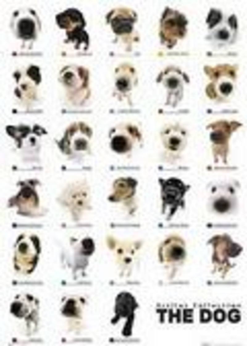 The Dog Collection Poster