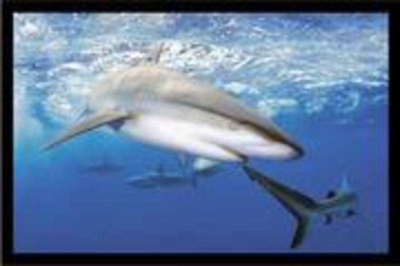 Galapagos Sharks Poster