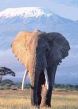 Buy Elephant And Kilamanjaro Poster in AU New Zealand.